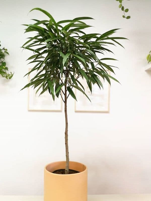 /images/plants/ficus-binnendijkii-alii-2.jpg