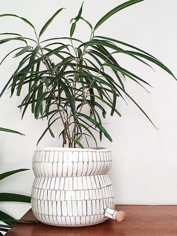 /images/plants/ficus-binnendijkii-alii-3.jpg