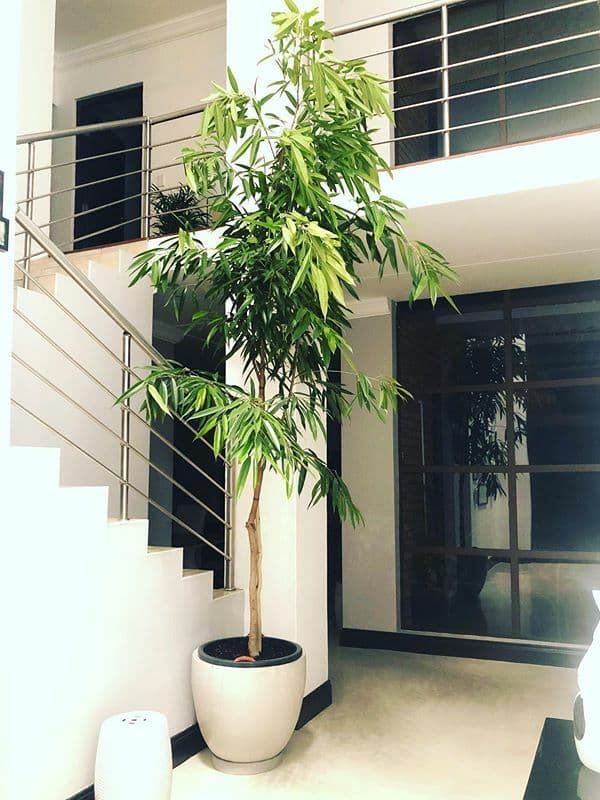/images/plants/ficus-binnendijkii-alii-4.jpg