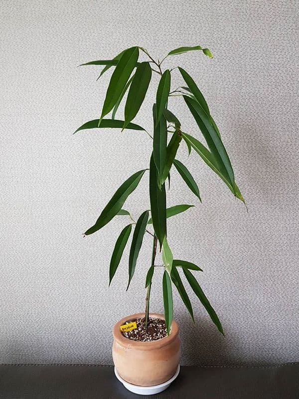 /images/plants/ficus-binnendijkii-alii-5.jpg