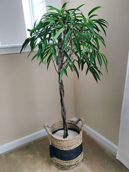 /images/plants/ficus-binnendijkii-alii-6.jpg