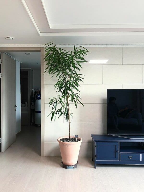 /images/plants/ficus-binnendijkii-alii-8.jpg