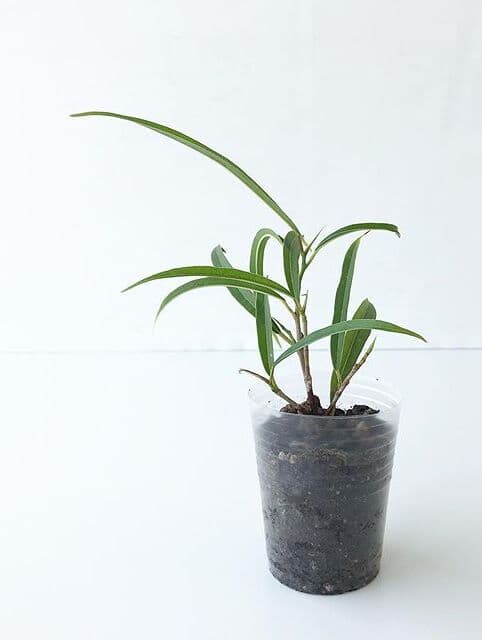 /images/plants/ficus-binnendijkii-alii-9.jpg