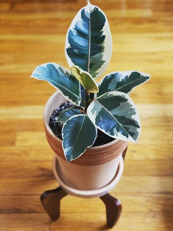/images/plants/ficus-elastica-tineke-10.jpg