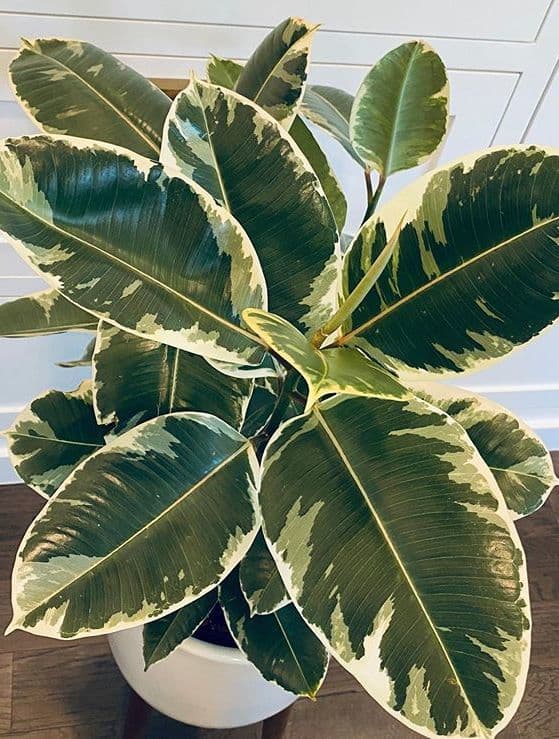 /images/plants/ficus-elastica-tineke-13.jpg