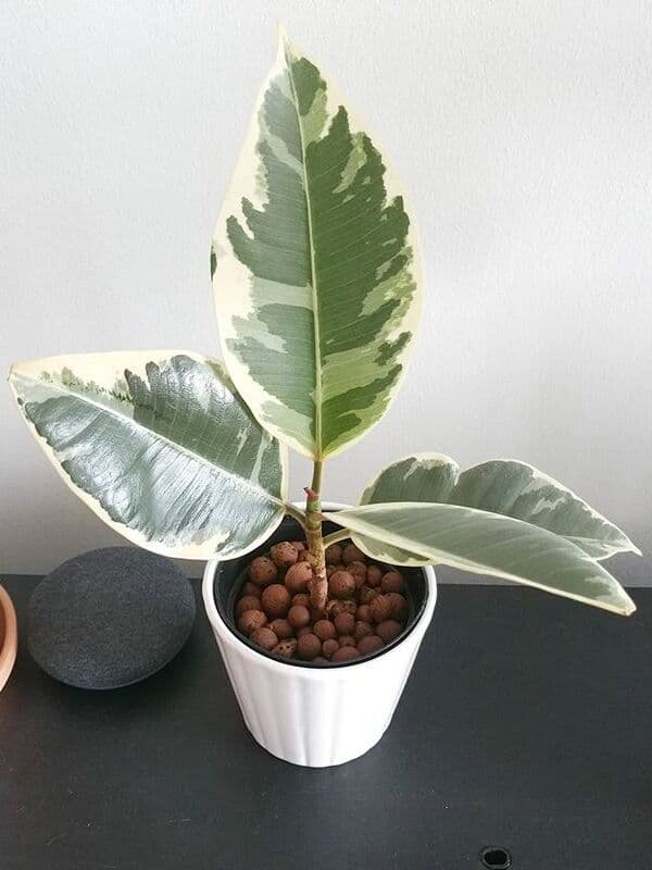/images/plants/ficus-elastica-tineke-14.jpg