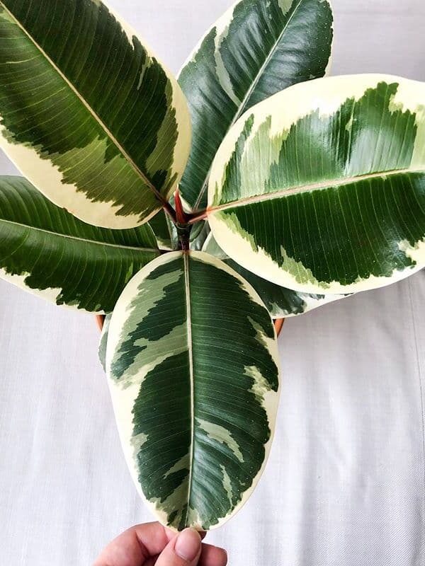 /images/plants/ficus-elastica-tineke-15.jpg