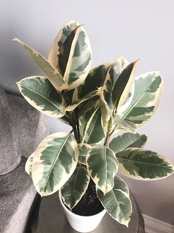 /images/plants/ficus-elastica-tineke-16.jpg