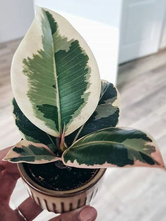 /images/plants/ficus-elastica-tineke-17.jpg
