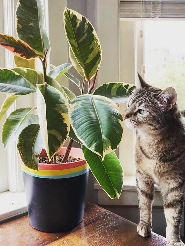 /images/plants/ficus-elastica-tineke-18.jpg