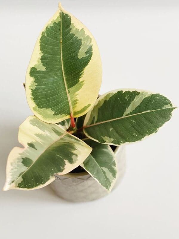 /images/plants/ficus-elastica-tineke-2.jpg