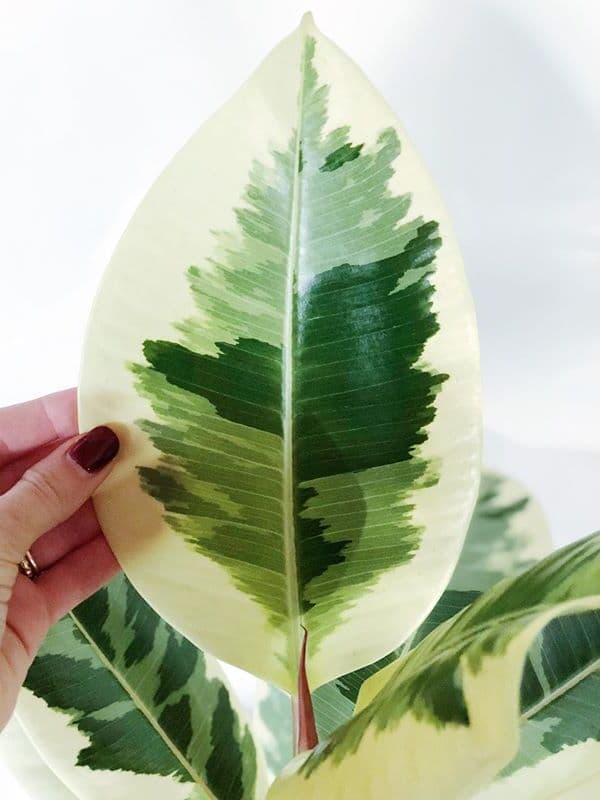 /images/plants/ficus-elastica-tineke-3.jpg