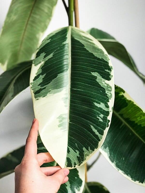 /images/plants/ficus-elastica-tineke-4.jpg