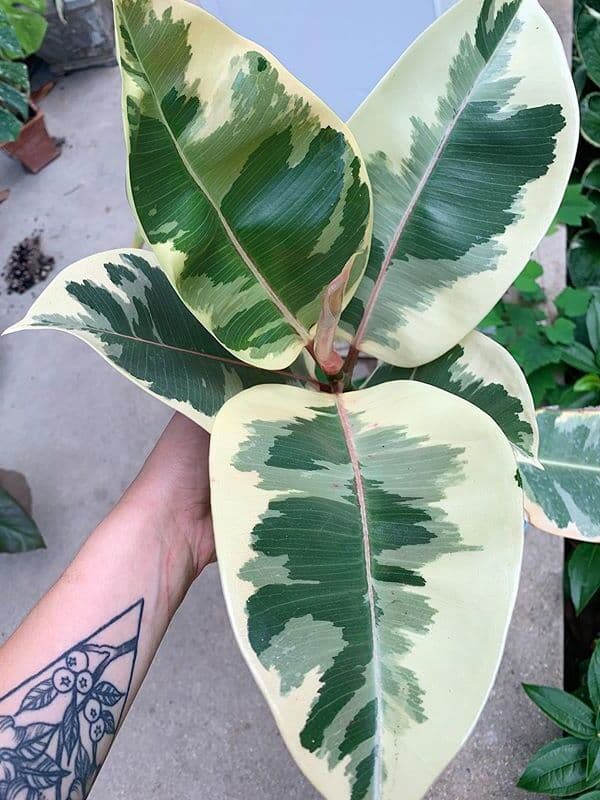 /images/plants/ficus-elastica-tineke-5.jpg