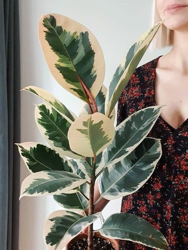 /images/plants/ficus-elastica-tineke-6.jpg