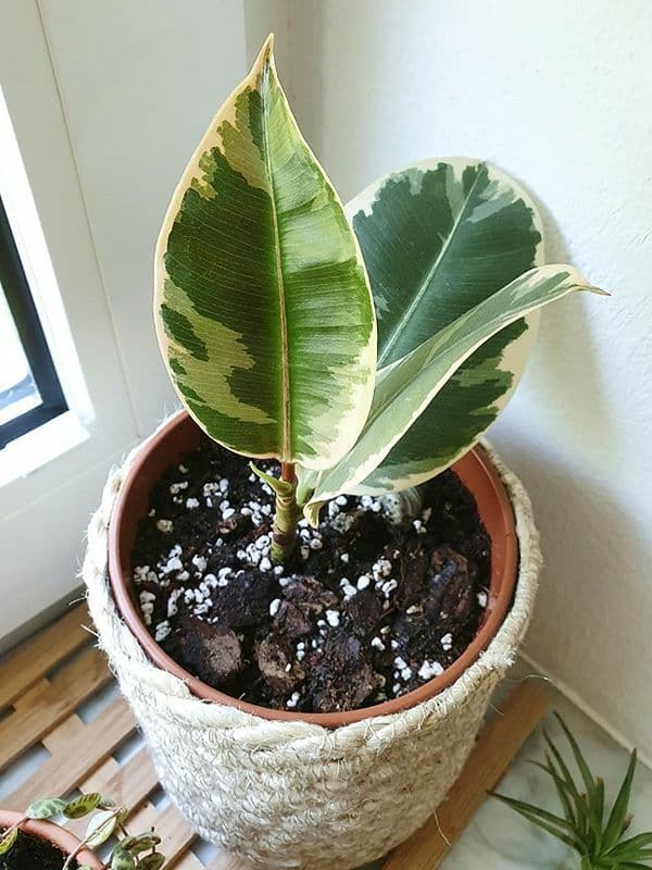 /images/plants/ficus-elastica-tineke-7.jpg