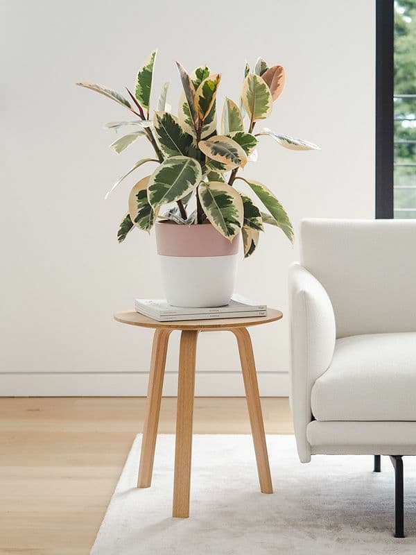 /images/plants/ficus-elastica-tineke-8.jpg