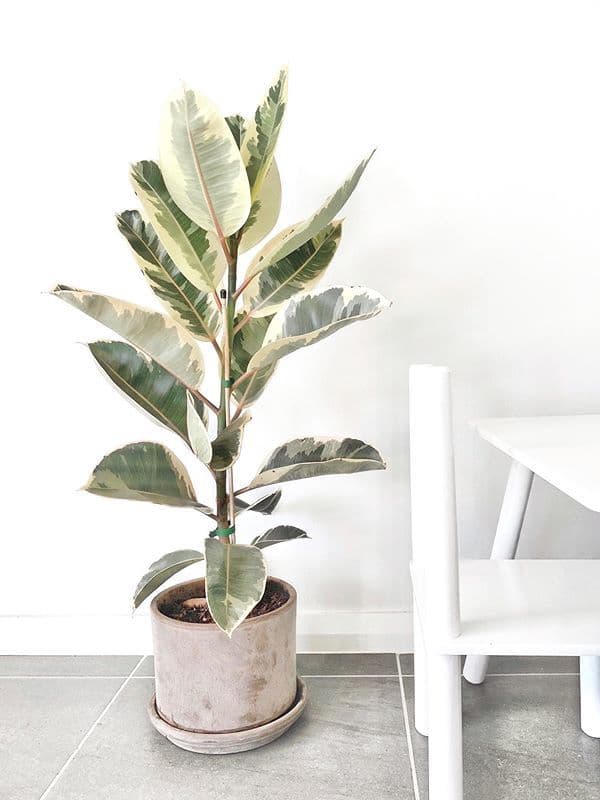 /images/plants/ficus-elastica-tineke-9.jpg