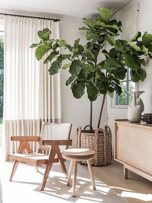 /images/plants/ficus-lyrata-11.jpg