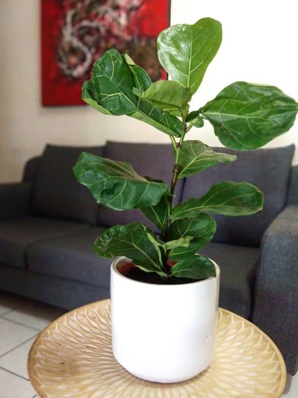 /images/plants/ficus-lyrata-13.jpg