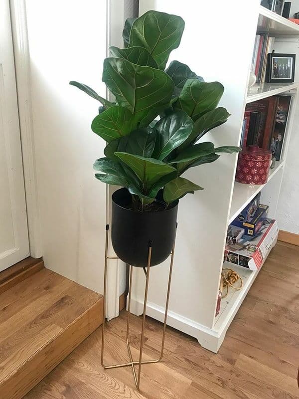 /images/plants/ficus-lyrata-14.jpg