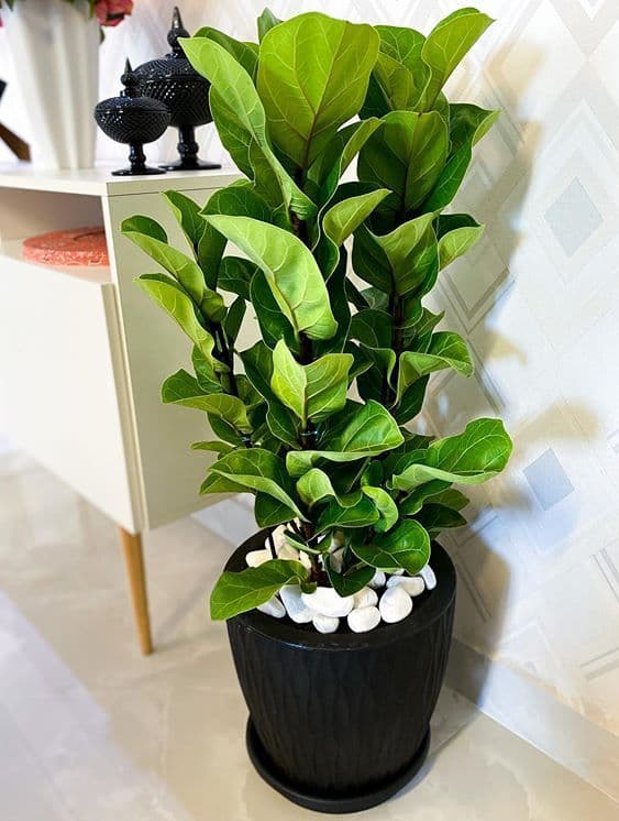 /images/plants/ficus-lyrata-15.jpg
