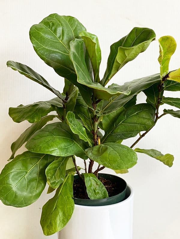 /images/plants/ficus-lyrata-16.jpg