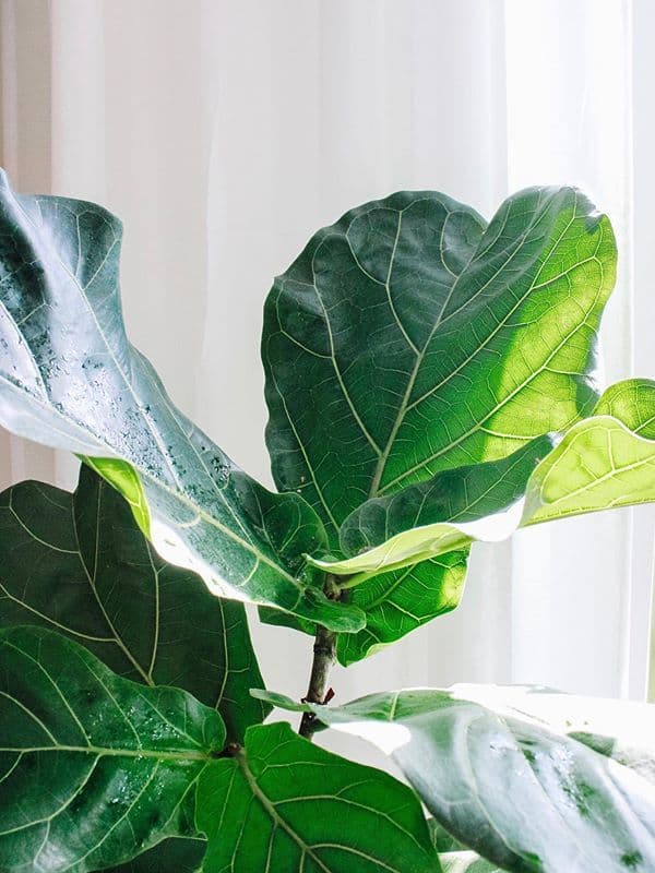 /images/plants/ficus-lyrata-17.jpg