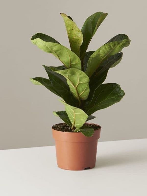 /images/plants/ficus-lyrata-18.jpg