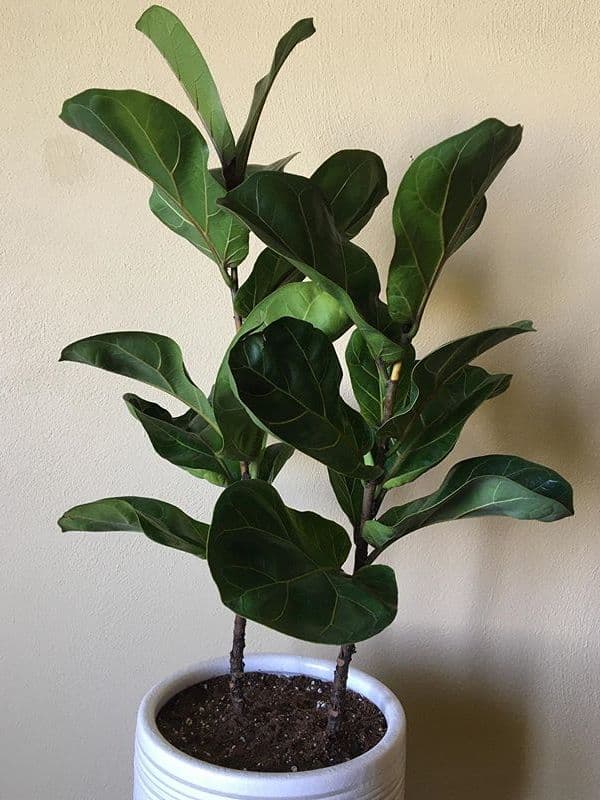 /images/plants/ficus-lyrata-19.jpg