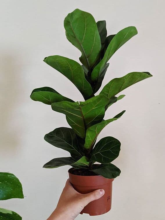 /images/plants/ficus-lyrata-20.jpg