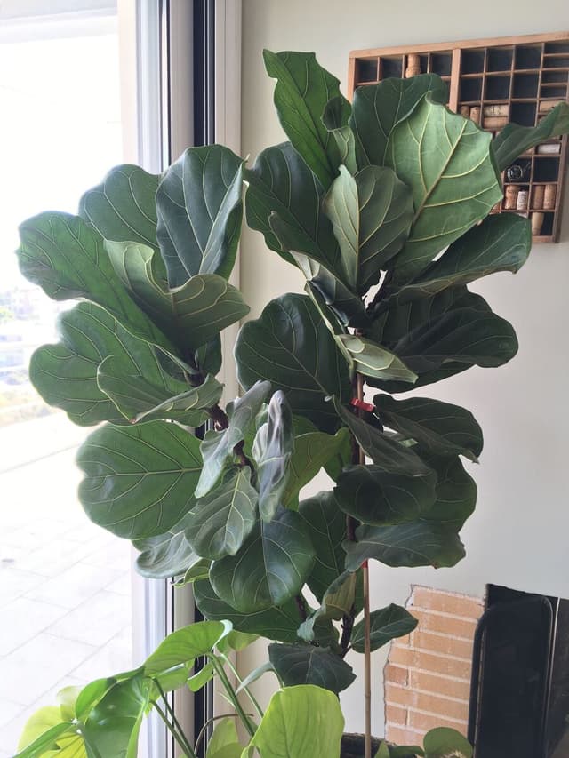 /images/plants/ficus-lyrata-21.jpg