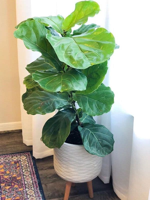 /images/plants/ficus-lyrata-3.jpg