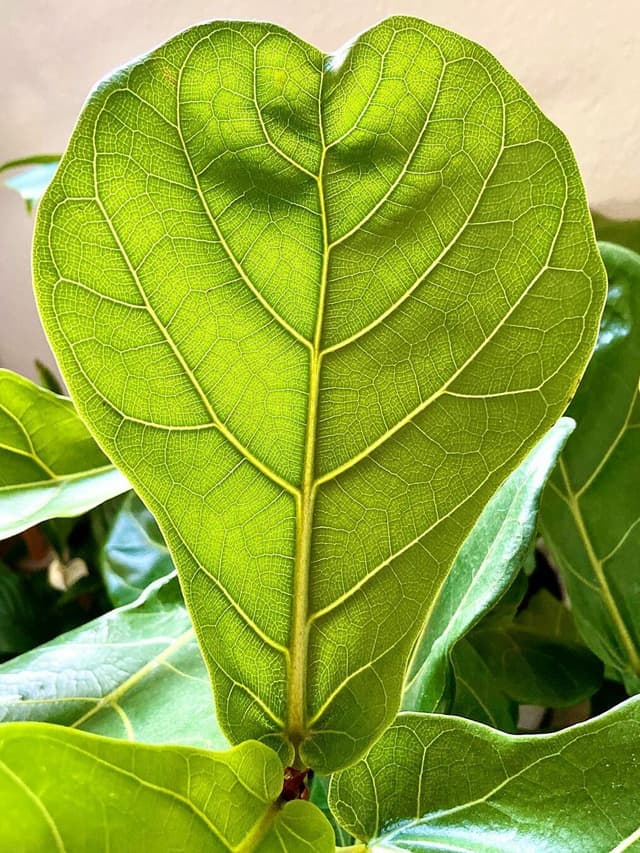 /images/plants/ficus-lyrata-5.jpg