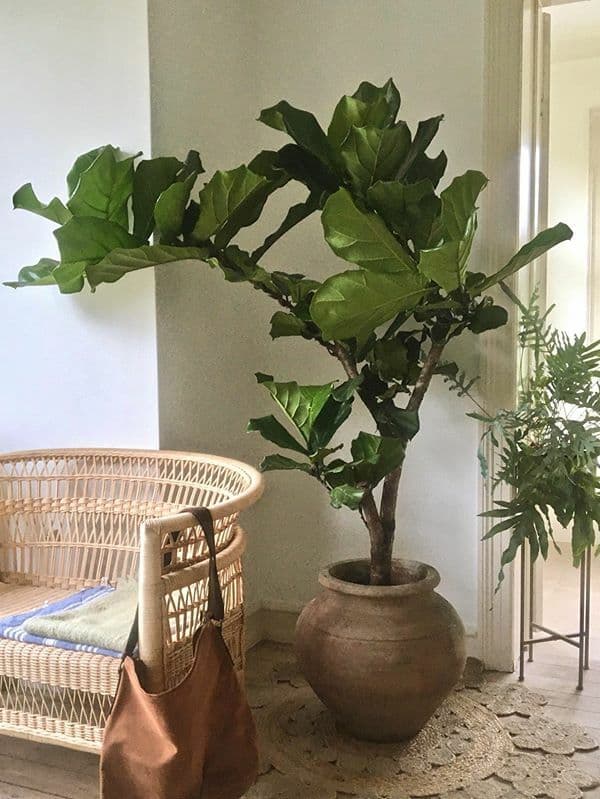 /images/plants/ficus-lyrata-8.jpg