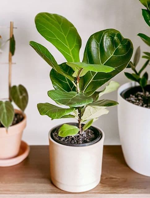 /images/plants/ficus-lyrata-9.jpg