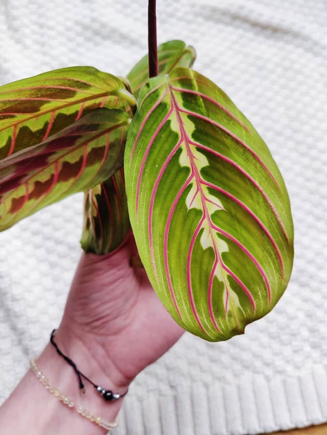 /images/plants/maranta-leuconeura-erythroneura-10.jpg