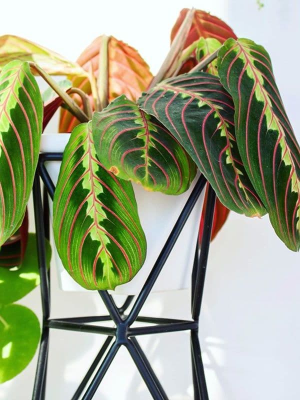/images/plants/maranta-leuconeura-erythroneura-11.jpg