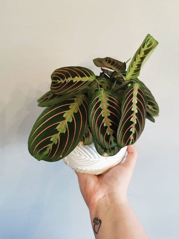 /images/plants/maranta-leuconeura-erythroneura-3.jpg
