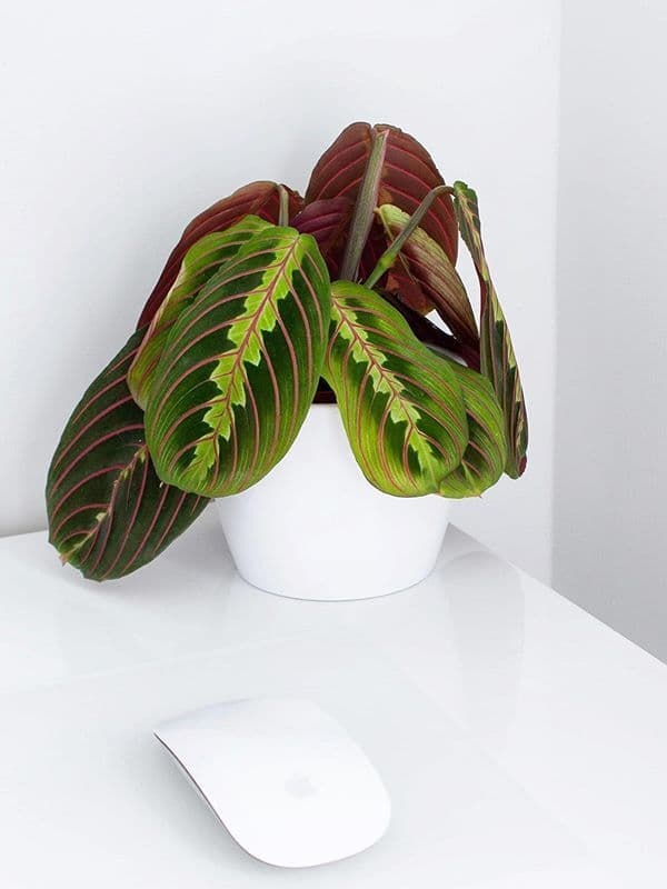 /images/plants/maranta-leuconeura-erythroneura-4.jpg