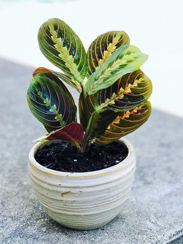 /images/plants/maranta-leuconeura-erythroneura-6.jpg