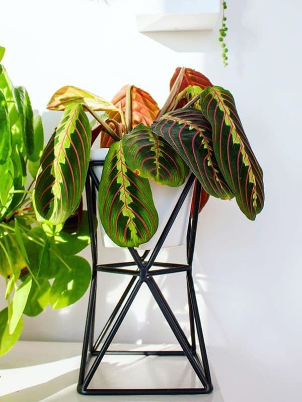 /images/plants/maranta-leuconeura-erythroneura-7.jpg