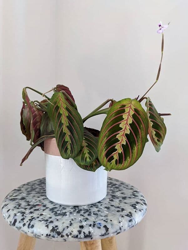 /images/plants/maranta-leuconeura-erythroneura-9.jpg