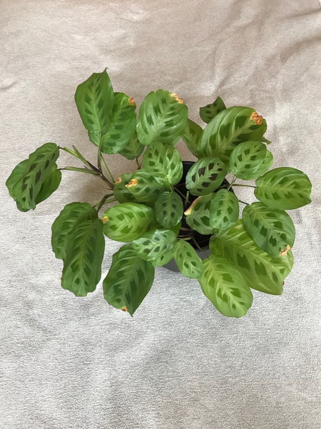 /images/plants/maranta-leuconeura-kerchoveana-1.jpg