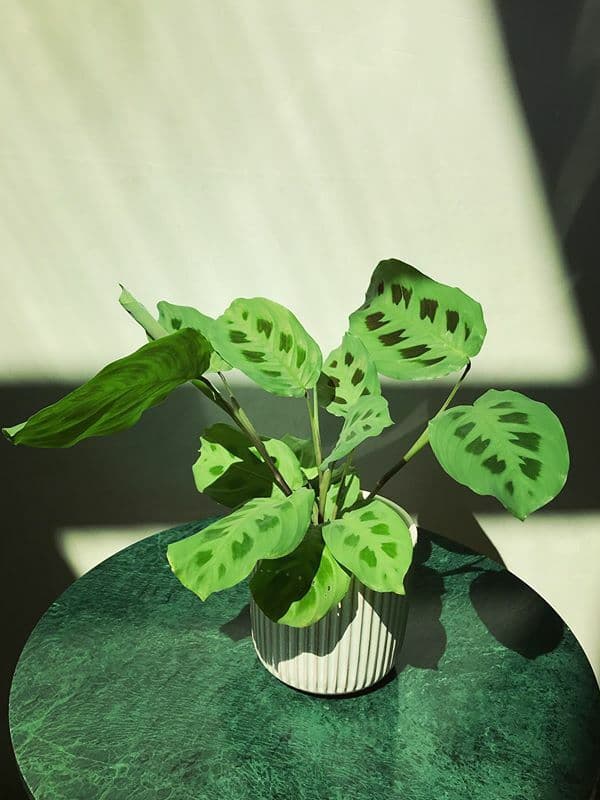/images/plants/maranta-leuconeura-kerchoveana-10.jpg