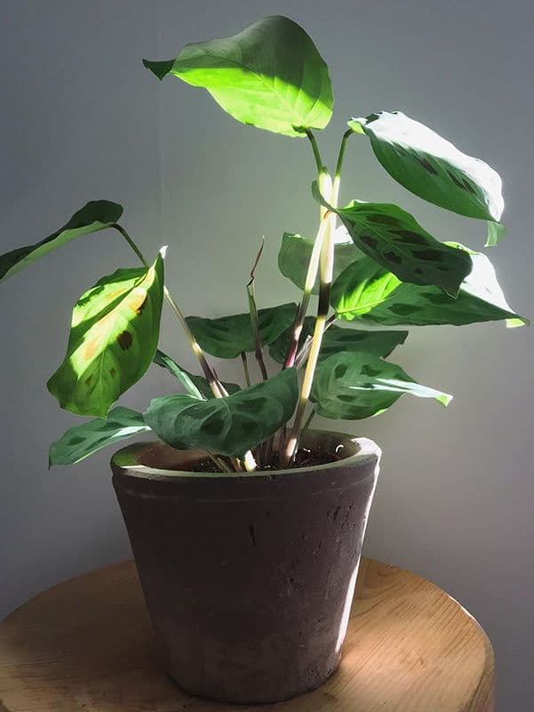 /images/plants/maranta-leuconeura-kerchoveana-11.jpg