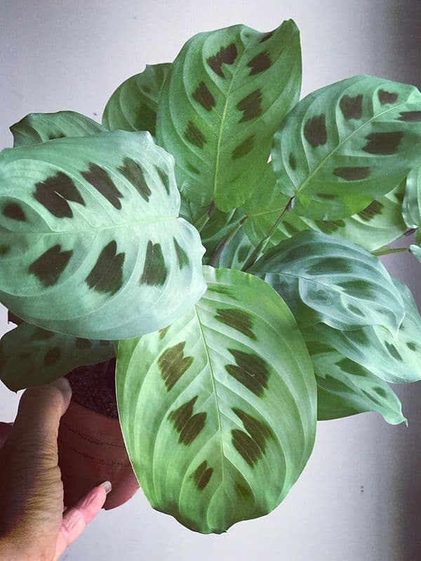 /images/plants/maranta-leuconeura-kerchoveana-12.jpg