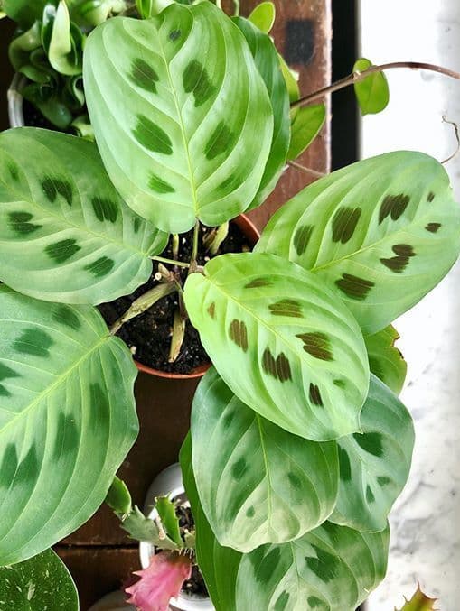 /images/plants/maranta-leuconeura-kerchoveana-13.jpg