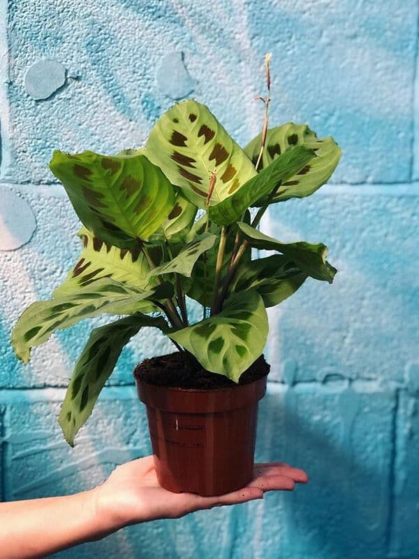 /images/plants/maranta-leuconeura-kerchoveana-3.jpg