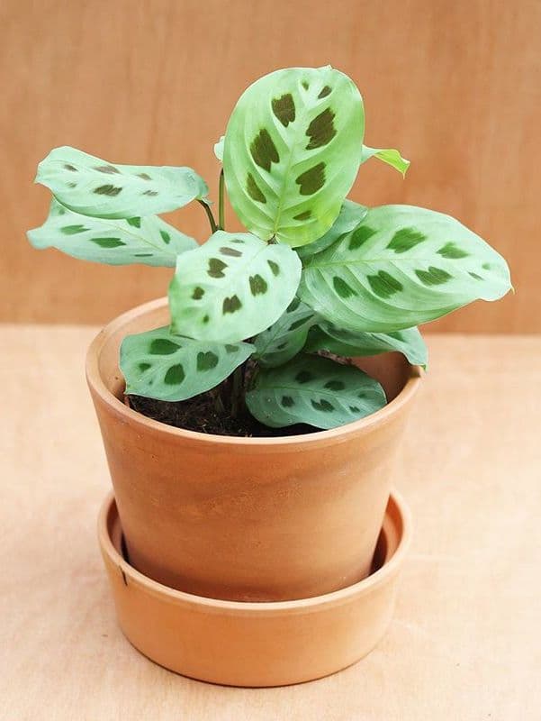 /images/plants/maranta-leuconeura-kerchoveana-4.jpg